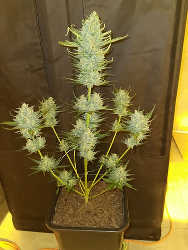 Growreport Bild 17