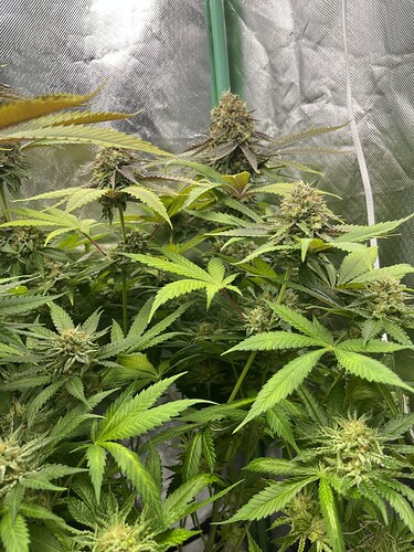 Growreport Bild 8
