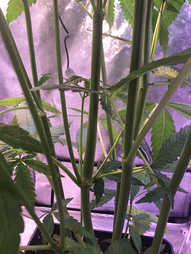 Growreport Bild 31