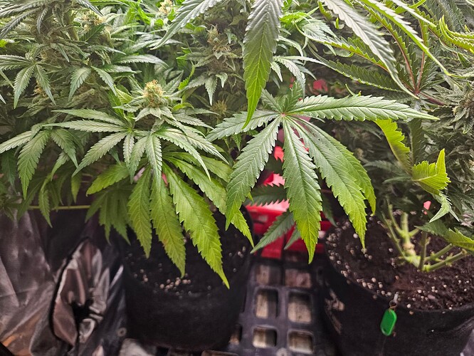 Growreport Bild 41