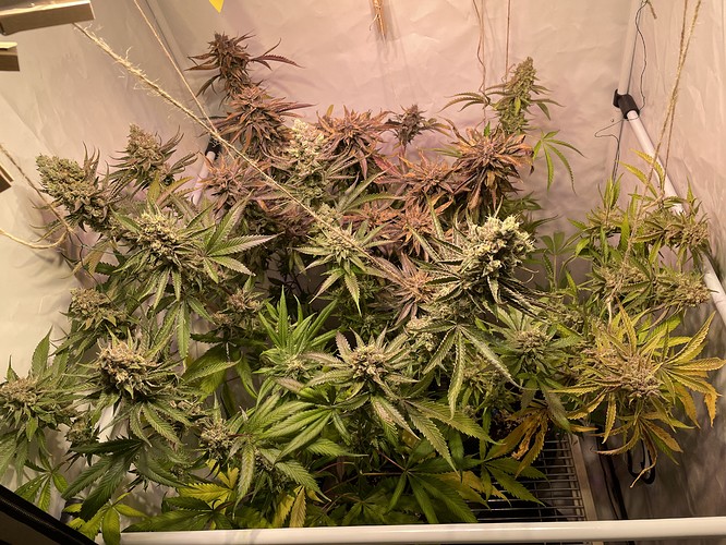 Growreport Bild 1