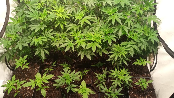 Growreport Bild 24