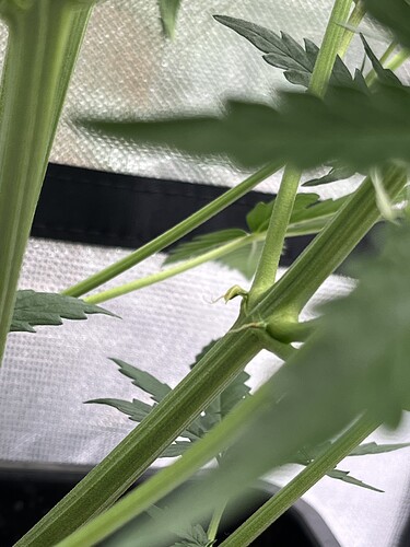 Growreport Bild 32
