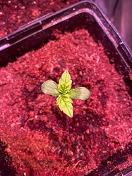 Growreport Bild 17
