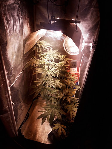 Growreport Bild 7