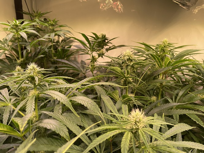 Growreport Bild 2