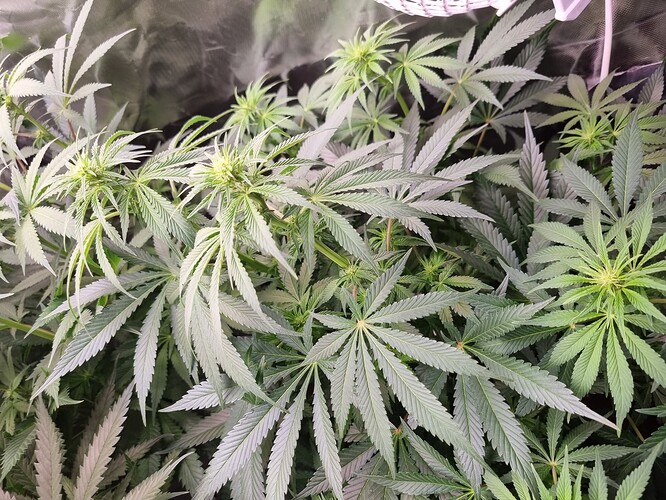 Growreport Bild 33