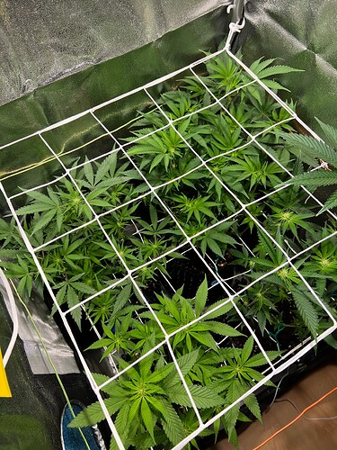 Growreport Bild 5