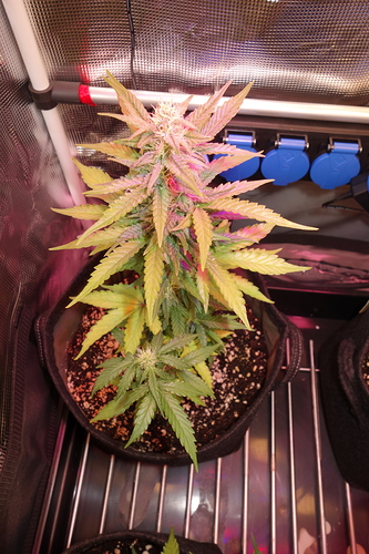 Growreport Bild 6