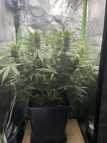 Growreport Bild 5