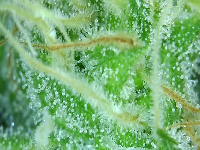 Growreport Bild 4
