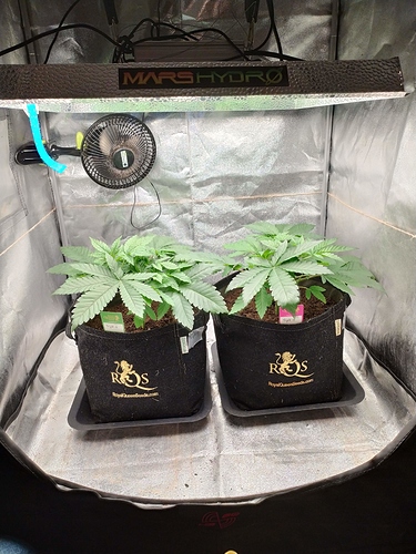 2304372_royal-queen-seeds-triple-g-grow-journal-by-marcxlroyal-queen-seedstriple-g