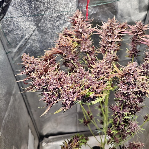 Growreport Bild 12