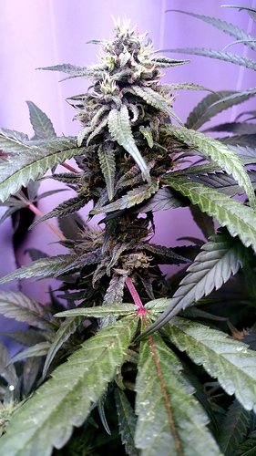 a_IMG_20200904_095428