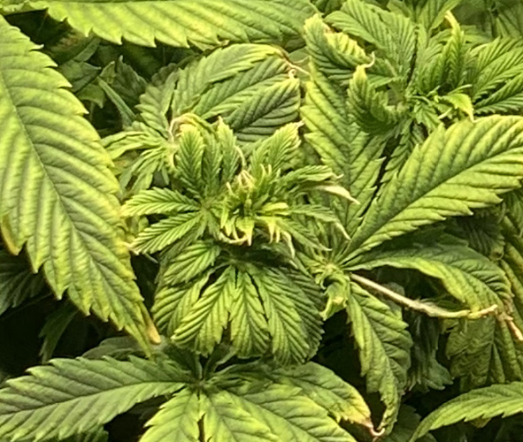 Growreport Bild 2