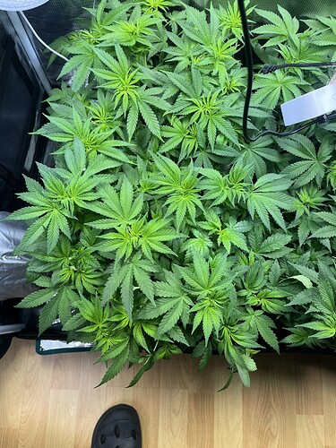 Growreport Bild 4