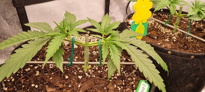 Growreport Bild 30