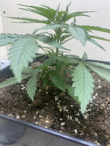 Growreport Bild 9