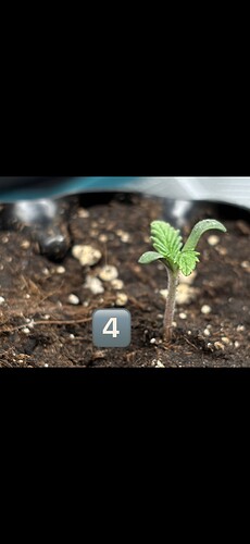 Growreport Bild 33