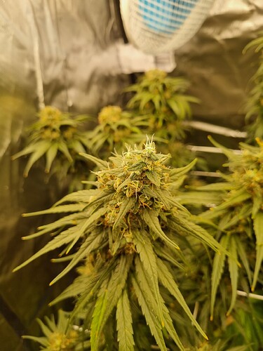 Growreport Bild 44