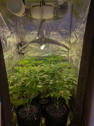 Growreport Bild 1
