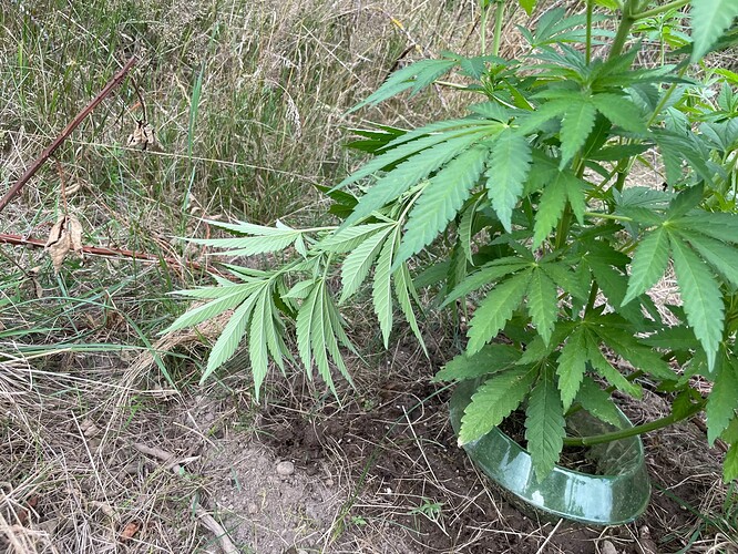 Growreport Bild 27