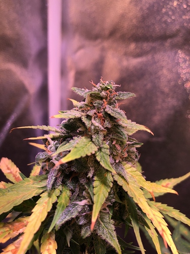 Growreport Bild 5