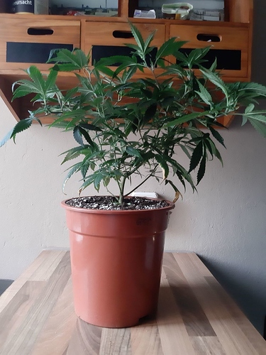 Growreport Bild 16
