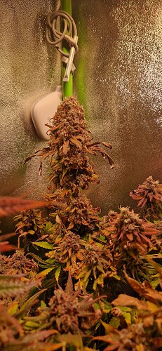 Growreport Bild 3