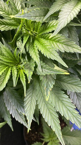 Growreport Bild 1
