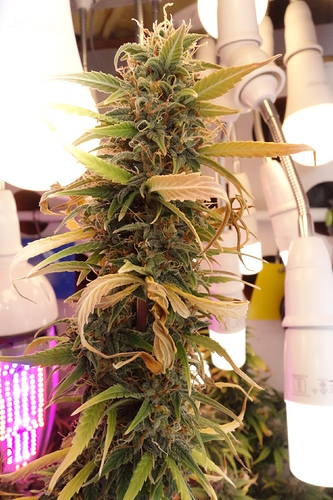 Growreport Bild 11