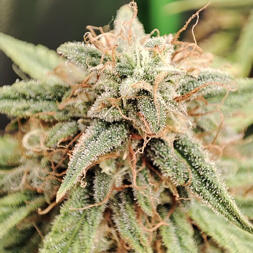 Growreport Bild 38