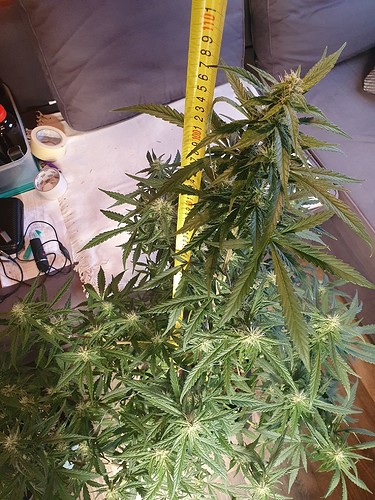 Growreport Bild 7
