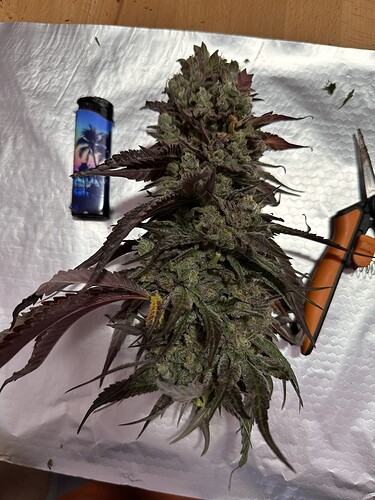 Growreport Bild 5