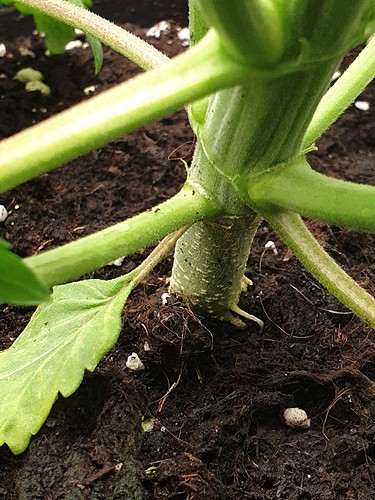 Growreport Bild 14