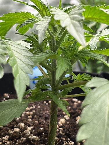 Growreport Bild 28
