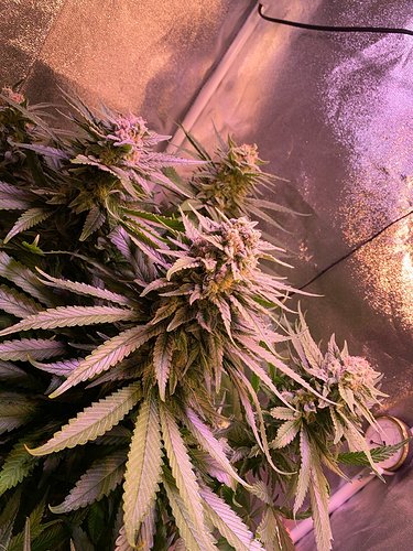 Growreport Bild 15