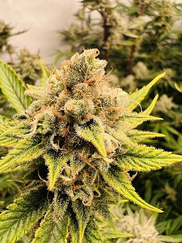 Growreport Bild 22