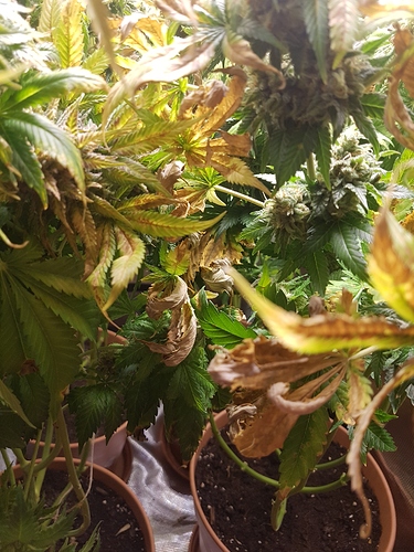 Growreport Bild 4