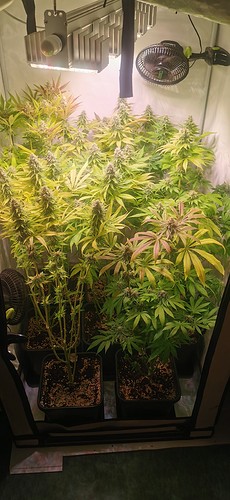 Growreport Bild 2