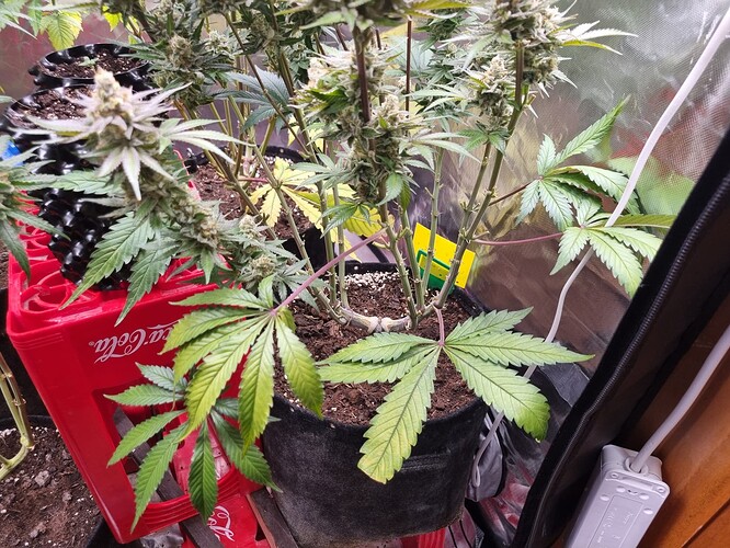 Growreport Bild 20