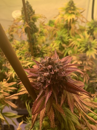 Growreport Bild 3