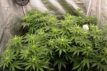 Growreport Bild 8