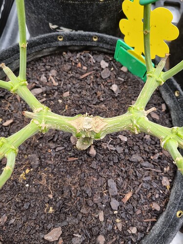 Growreport Bild 3