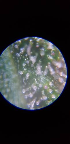 Growreport Bild 14