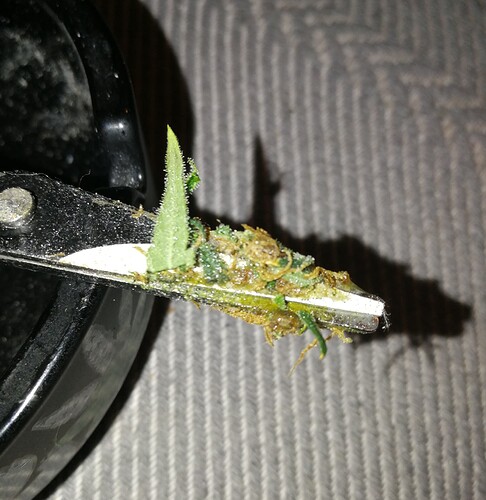 Growreport Bild 1