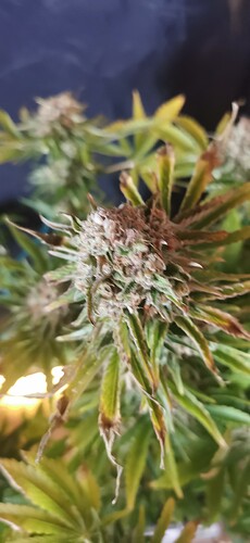 Growreport Bild 15