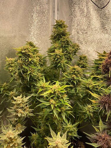 Growreport Bild 8