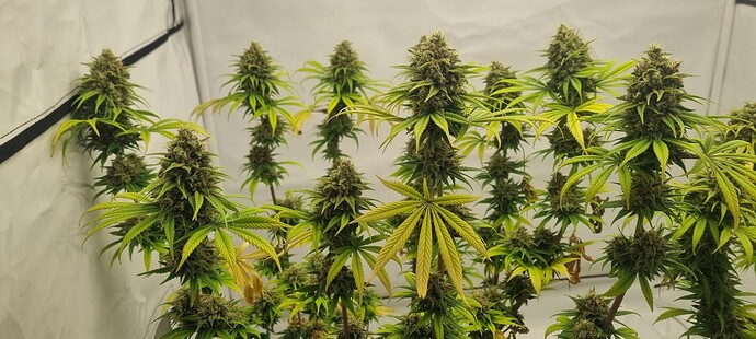 Growreport Bild 8