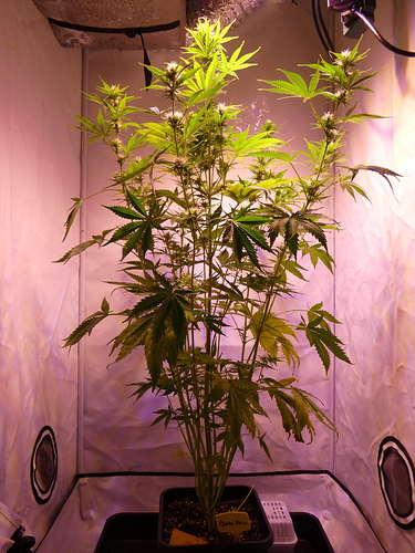 Growreport Bild 3